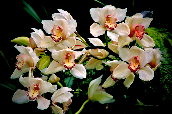 Orchid-Spray-white-and-pink